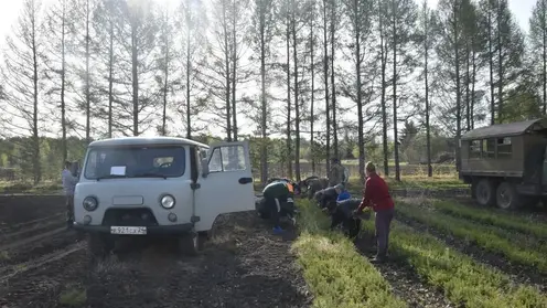 В Красноярском крае начали восстановливать леса