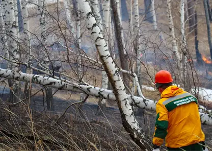 Более 20 арендаторов лесных участков из разных районов Красноярского края научатся тушить пожары