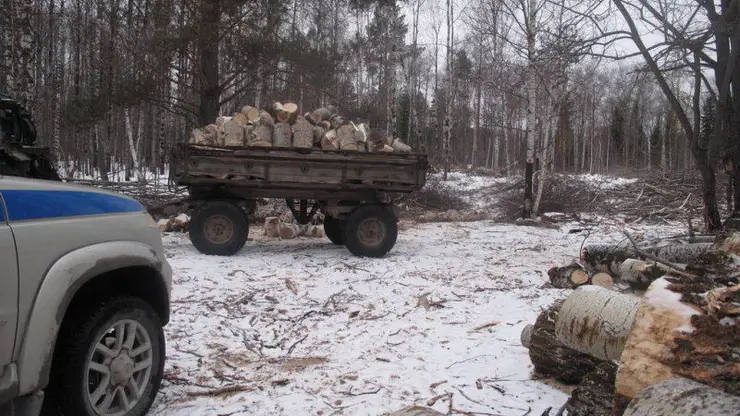 В Красноярском крае лесоруб незаконно спилил деревья почти на 50 тысяч рублей