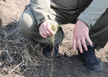 В Красноярском крае начали высаживать саженцы хвойных деревьев