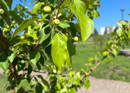 В Красноярске в «Солнечной поляне» впервые заплодоносила яблоня