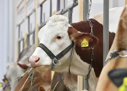 В Приангарье смогли остановить распространение заразного узелкового дерматита среди коров
