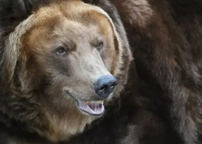 Жители Дивногорска заметили медведей на берегу Маны