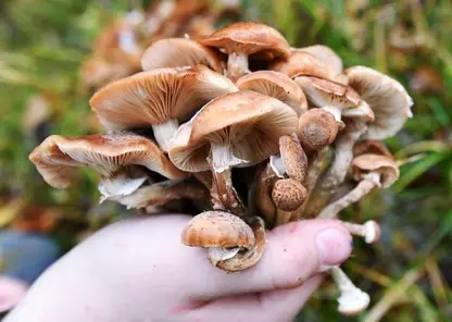 На Алтае учёные создали ранозаживляющую повязку из грибов