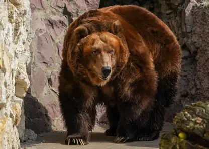 В Красноярске вновь заметили медведя