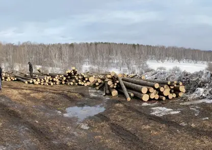 В Ачинском районе 32-летний мужчина незаконно спилил деревья на 1,5 млн рублей