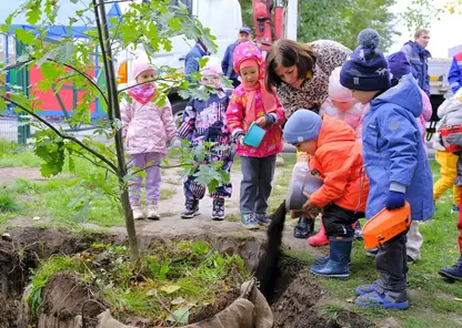 Более 2000 деревьев высадили в Красноярске на прошлой неделе