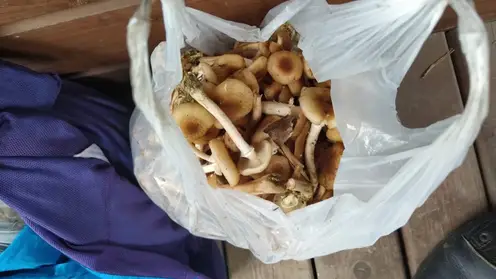 На «Красноярских Столбах» туристов оштрафовали за сбор грибов и прогулки с домашними животными