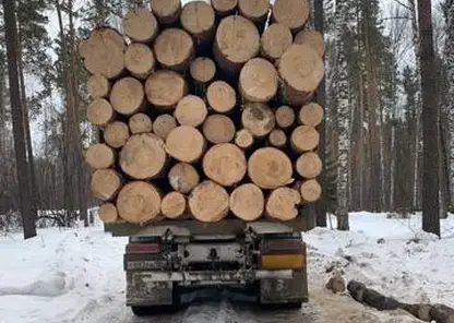В Красноярском крае возбудили уголовное дело за контрабанду леса на сумму свыше 3,2 млн рублей