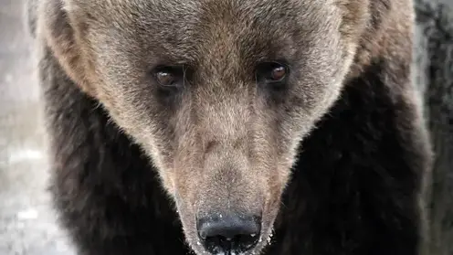 Следы медведя заметили под Дивногорском