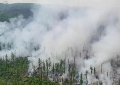 В Красноярском крае выследившим виновников лесных пожаров будут выплачивать вознаграждение