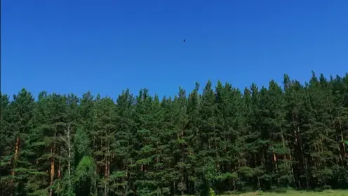 В Красноярском крае «черные» лесорубы вырубили деревья на 522 млн рублей за прошлый год