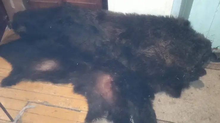 В Красноярском крае вынесли приговор мужчине, застрелившему медведя