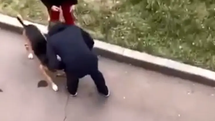 В Красноярске мужчина избил собаку
