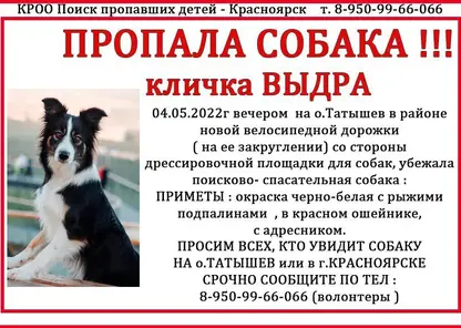 В Красноярске пропала поисково-спасательная собака