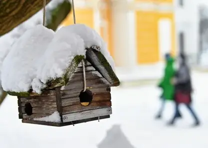 Экологическая акция «Сохраним птиц – сохраним леса» официально стартовала в Красноярском крае