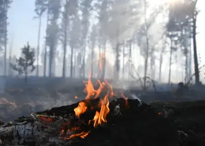 В лесах Новосибирской области установят «умные» видеокамеры, которые будут фиксировать начало пожаров