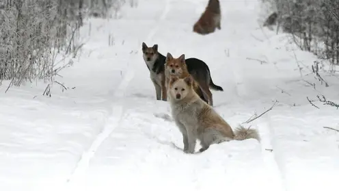 Стая собак не дала спуститься двум туристкам со скалы на «Красноярских Столбах»