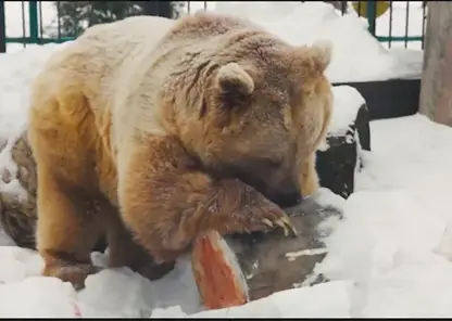 В красноярском зоопарке «Роев ручей» из-за резкого потепления проснулся медведь