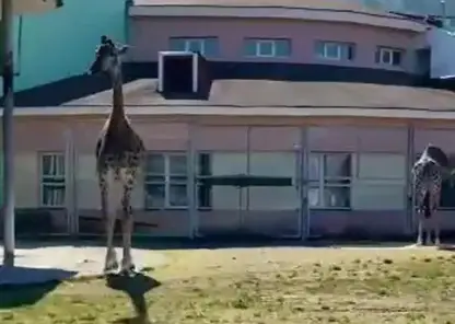 Красноярских жирафов Фёклу и Принцессу выпустили в летний вольер