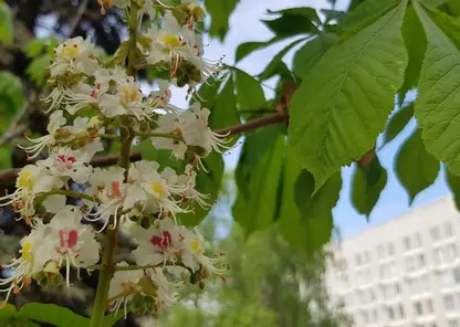 В Красноярске цветут каштаны