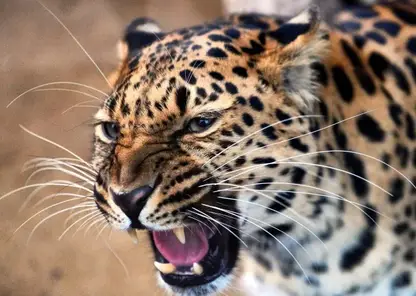 Ученые составили родословную для более сотни леопардов, обитающих в Приморье