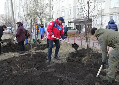 Более 50 тысяч деревьев высадили в Красноярске в 2023 году