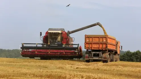 В Красноярском крае в 4,5 раза увеличилась площадь застрахованных посевов за последние 5 лет