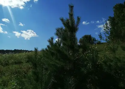 В Красноярском крае усилили охрану молодых хвойных деревьев