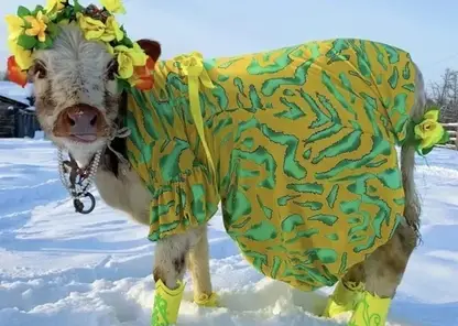 В Якутии выбрали самую нарядную корову