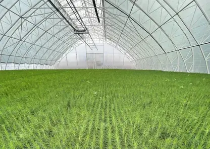 В Красноярском крае планируется построить 10 мини-теплиц для выращивания сеянцев лесов