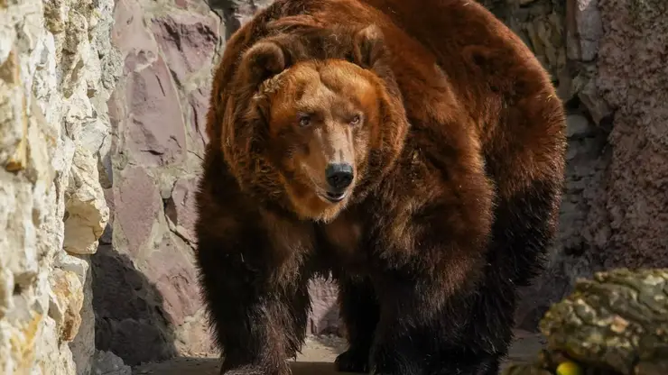 В Северо-Енисейском районе медведица с медвежатами вышла к людям