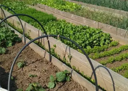 В Красноярском крае предлагают разрешить садоводам распоряжаться заброшенными участками