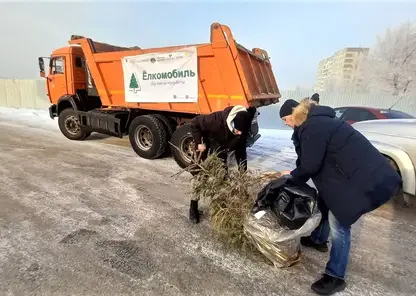 Два КамАЗа новогодних елок сдали жители Красноярска на переработку