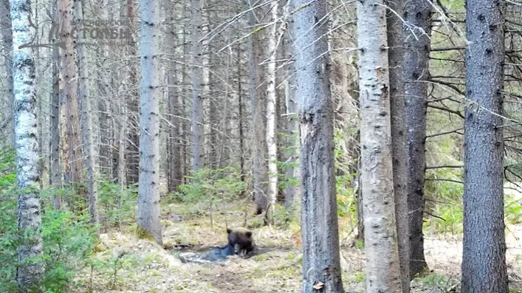 В Красноярске на Столбах заметили купающегося медведя