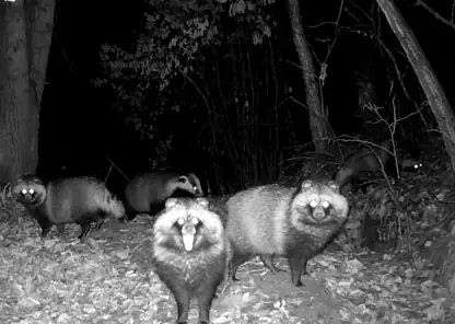 Фото претендующее на победу в конкурсе лучших снимков дикой природы сняли в Амурской области