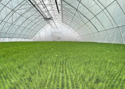 Две мини-теплицы для выращивания сеянцев построят в лесничествах Красноярского края в 2024 году