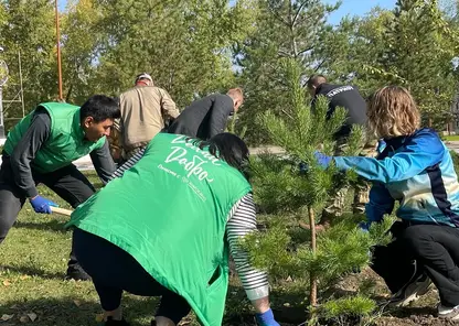 Более 3600 деревьев высадили в Кировском районе Красноярска