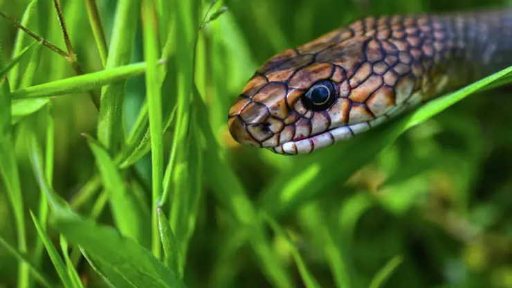 Экотропу для близкого знакомства со змеями создадут в Бурятии