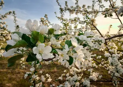 На Татышеве зацвел яблоневый сад