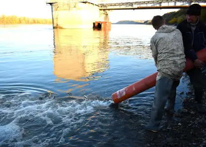 В Барнауле в реку Обь выпустили несколько десятков тысяч мальков сазана
