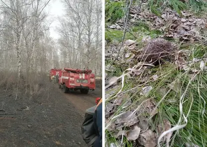 Лесные пожарные спасли ежа во время тушения огня в Уярском районе