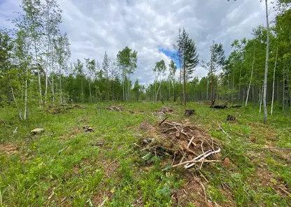 Предприниматель вырубил деревья на 477 тысяч рублей в Абанском районе Красноярского края