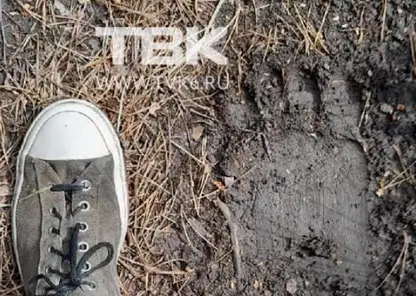 Житель Красноярска заметил медвежьи следы в районе «Гремячей гривы»