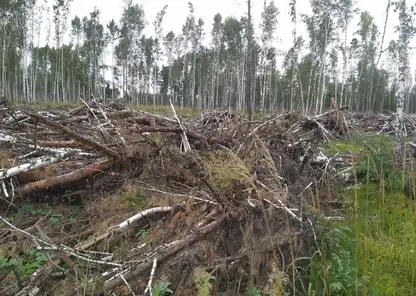Крупнейшая ОПГ из Красноярского края вырубила лес на 179 млн рублей