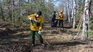 Лесопожарники призывают красноярцев присоединиться к акции «Зеленый трудовой десант»
