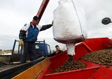 В Красноярском крае производители картофеля и овощей получили более 37 миллионов господдержки