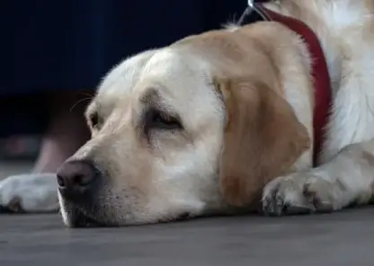 В Приангарье чипировали более 5 тыс. домашних собак