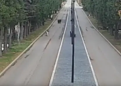 Камера наблюдения засняла медведя на территории красноярского кладбища «Бадалыкское»
