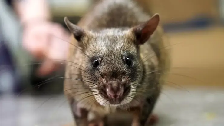 В Красноярске в одном из магазинов засняли крысу-акробата